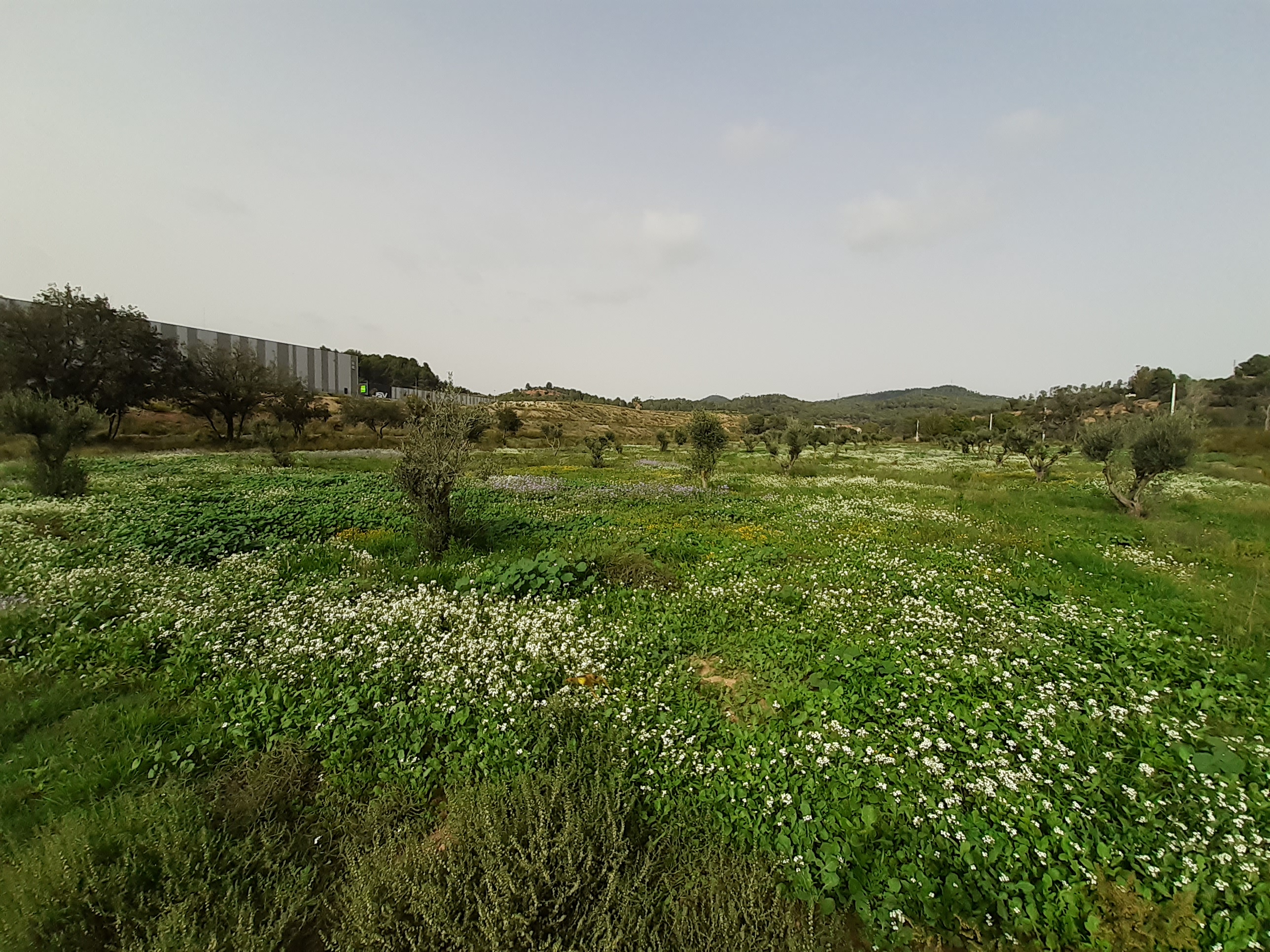 RESTAURACIÓN DE LA RIERA DE VALLVIDRERA (MOLINS DE REI)